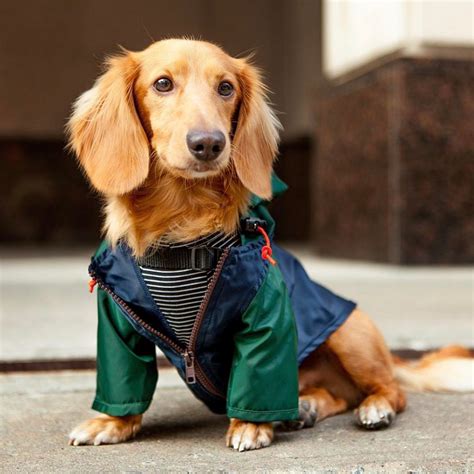 replica designer pet clothes|dog clothing brands.